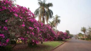 azaleas,3.